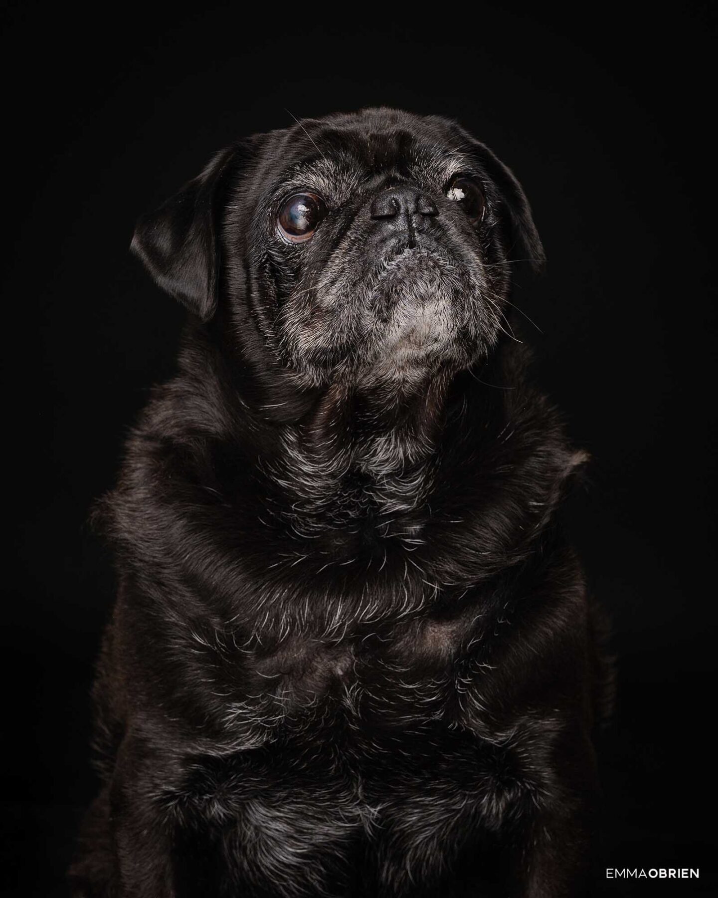 Dog photography studio Centurion Gauteng