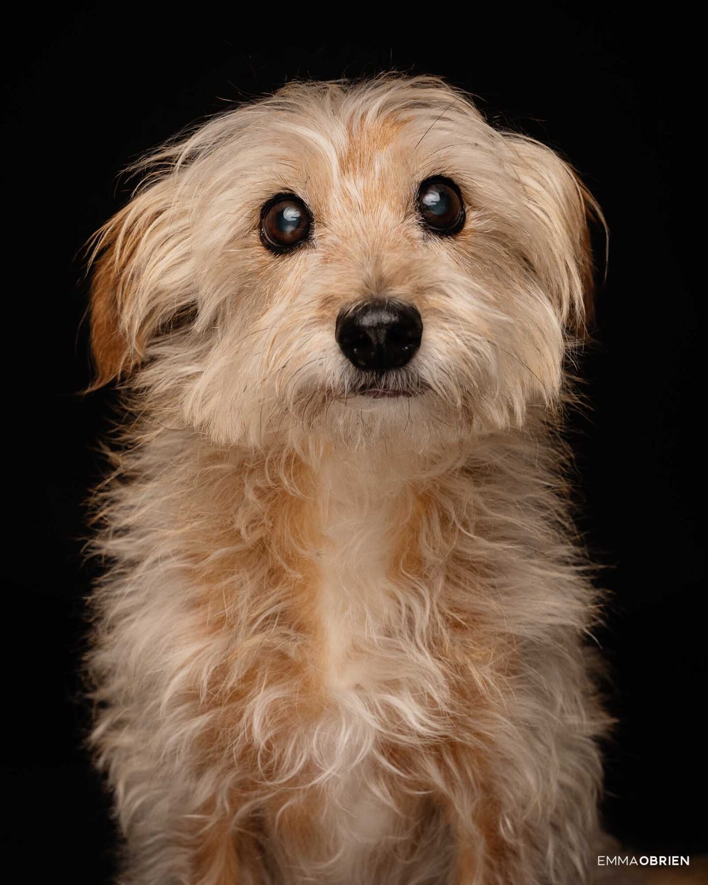 Dog photography studio Centurion Gauteng