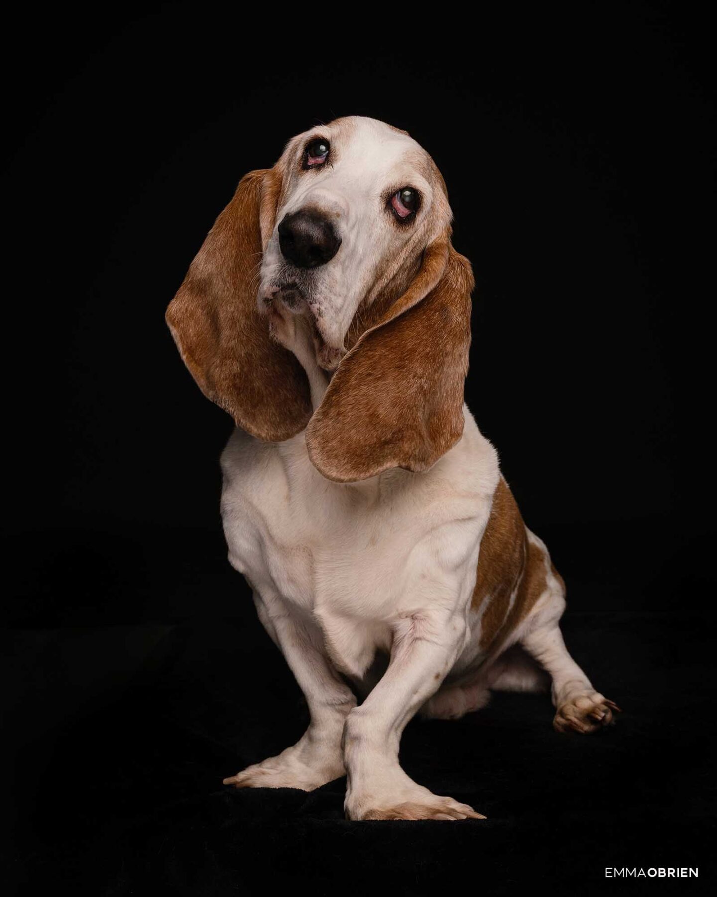 Dog photography studio Centurion Gauteng