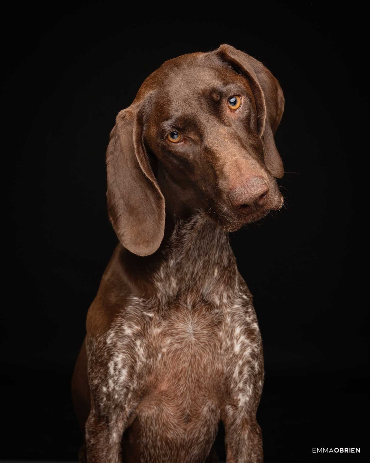 Dog photography studio Centurion Gauteng