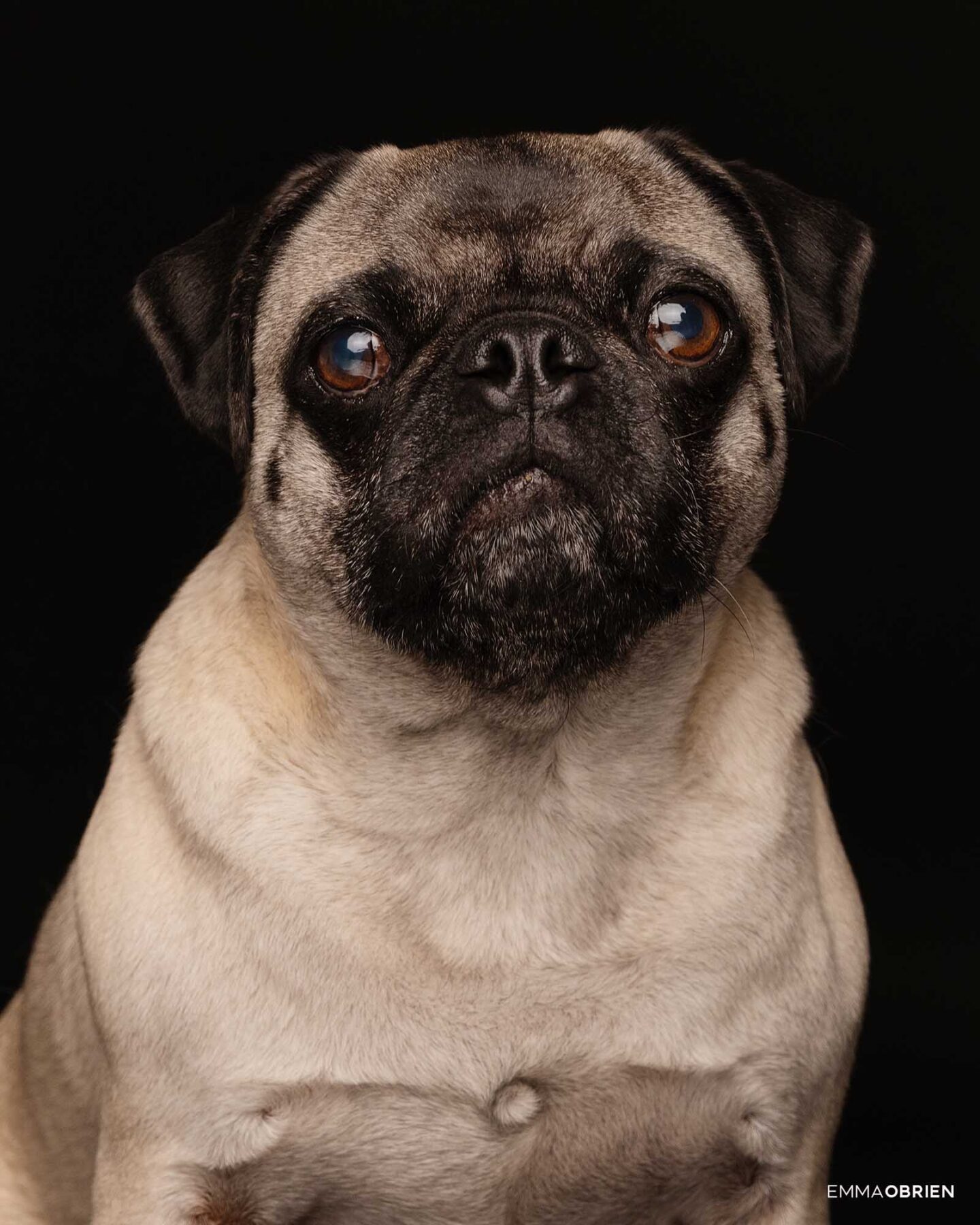 Dog photography studio Centurion Gauteng