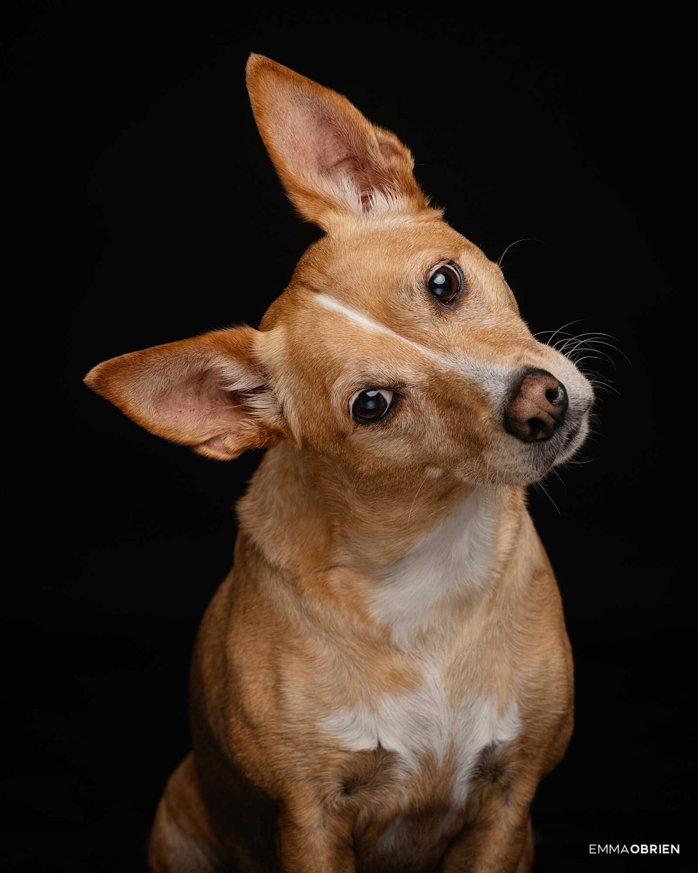 Dog photography studio Centurion Gauteng