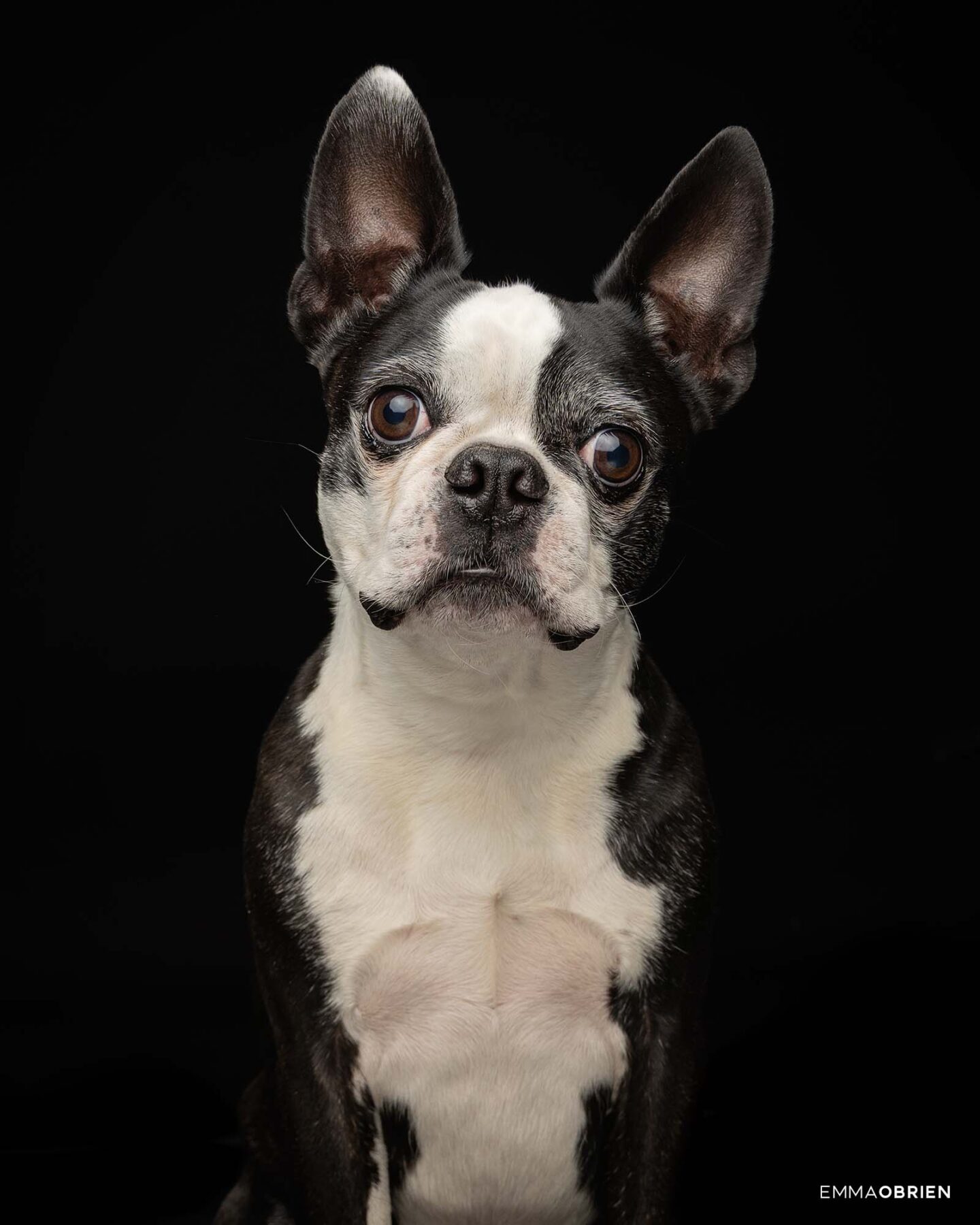Boston Terrier Photography | Dog Photography Studio Centurion