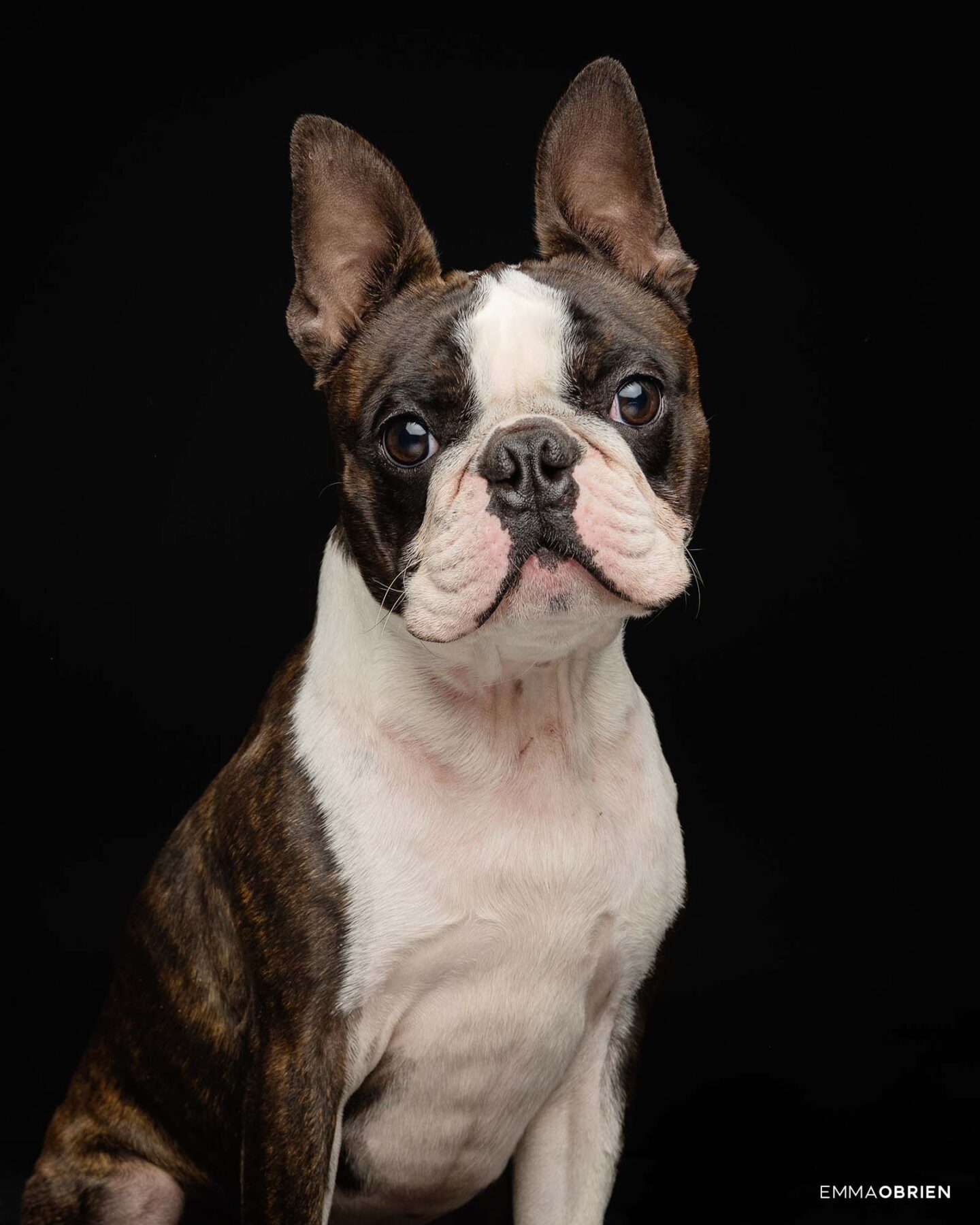 Boston Terrier Photography | Dog Photography Studio Centurion