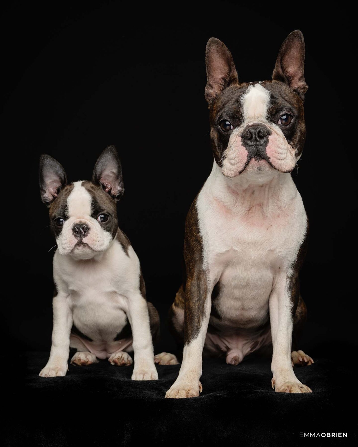 Two Boston Terriers photographed against a black background