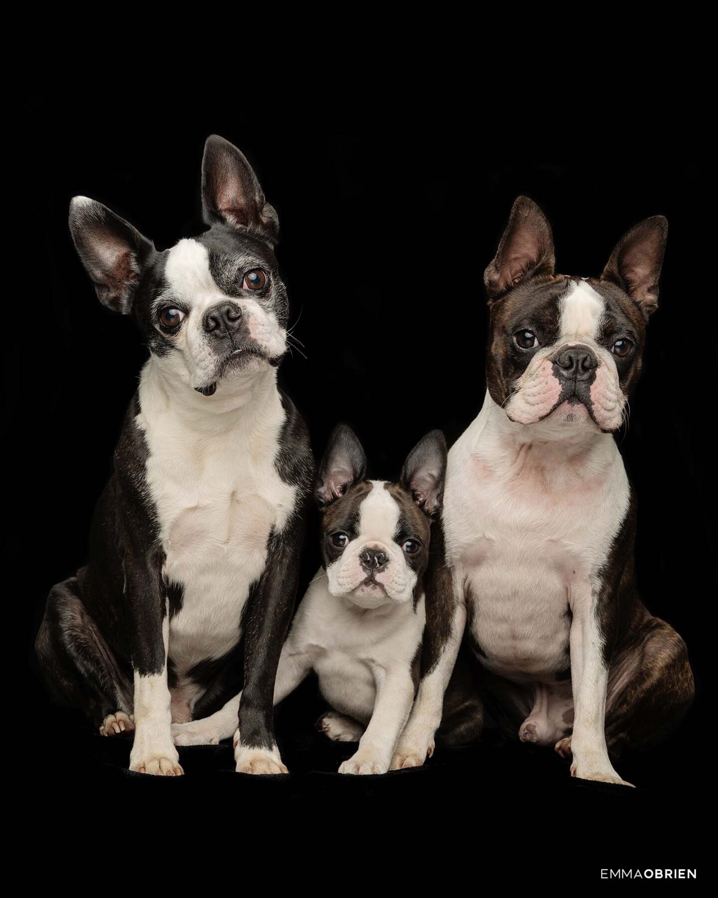 Boston Terrier Photography | Dog Photography Studio Centurion