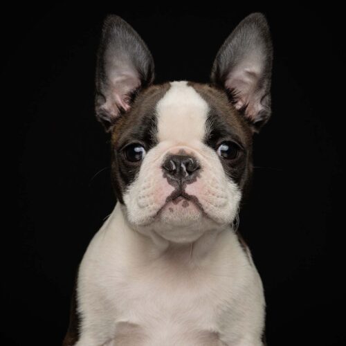 Boston Terrier Photography | Dog Photography Studio Centurion