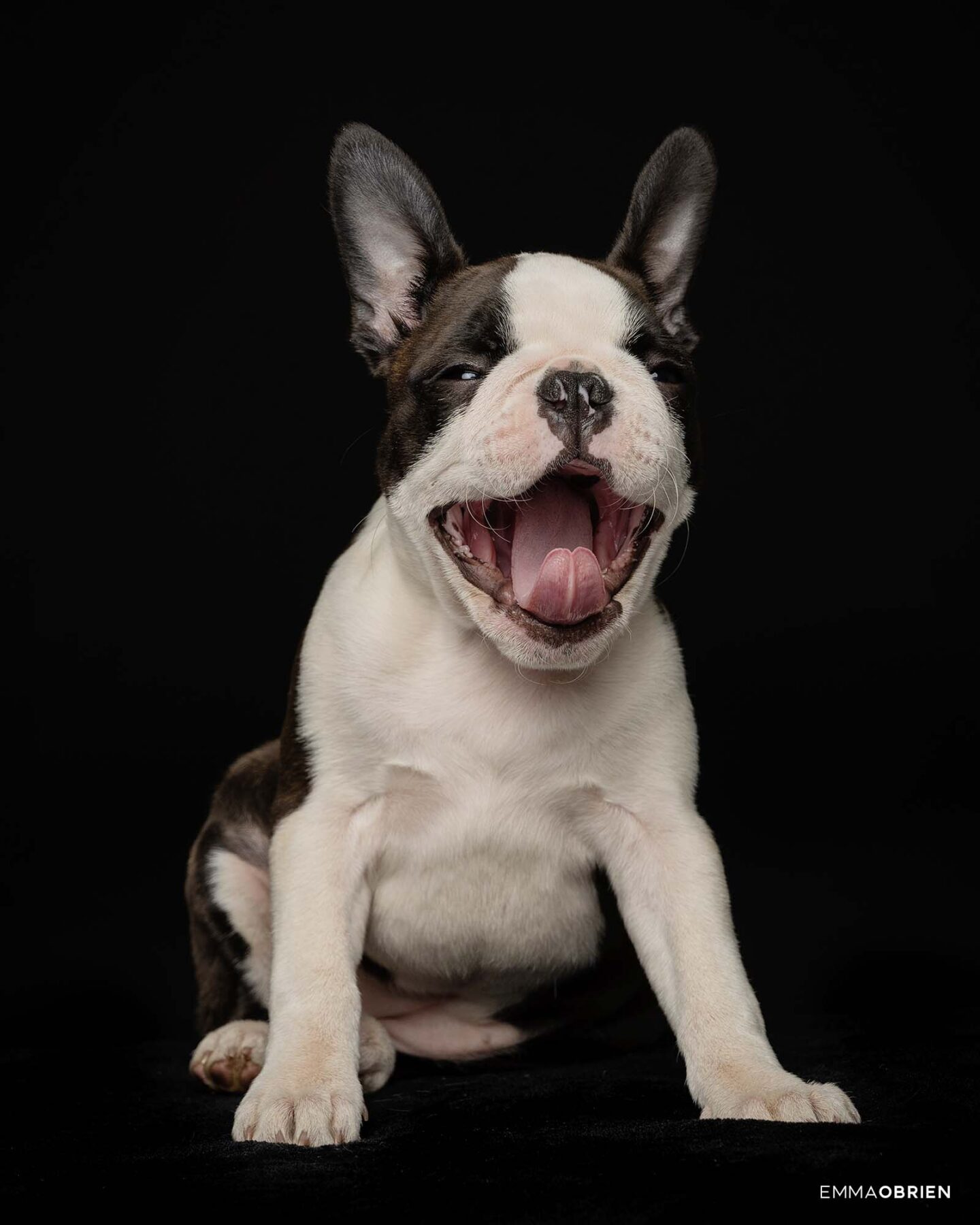 Boston Terrier Photography | Dog Photography Studio Centurion