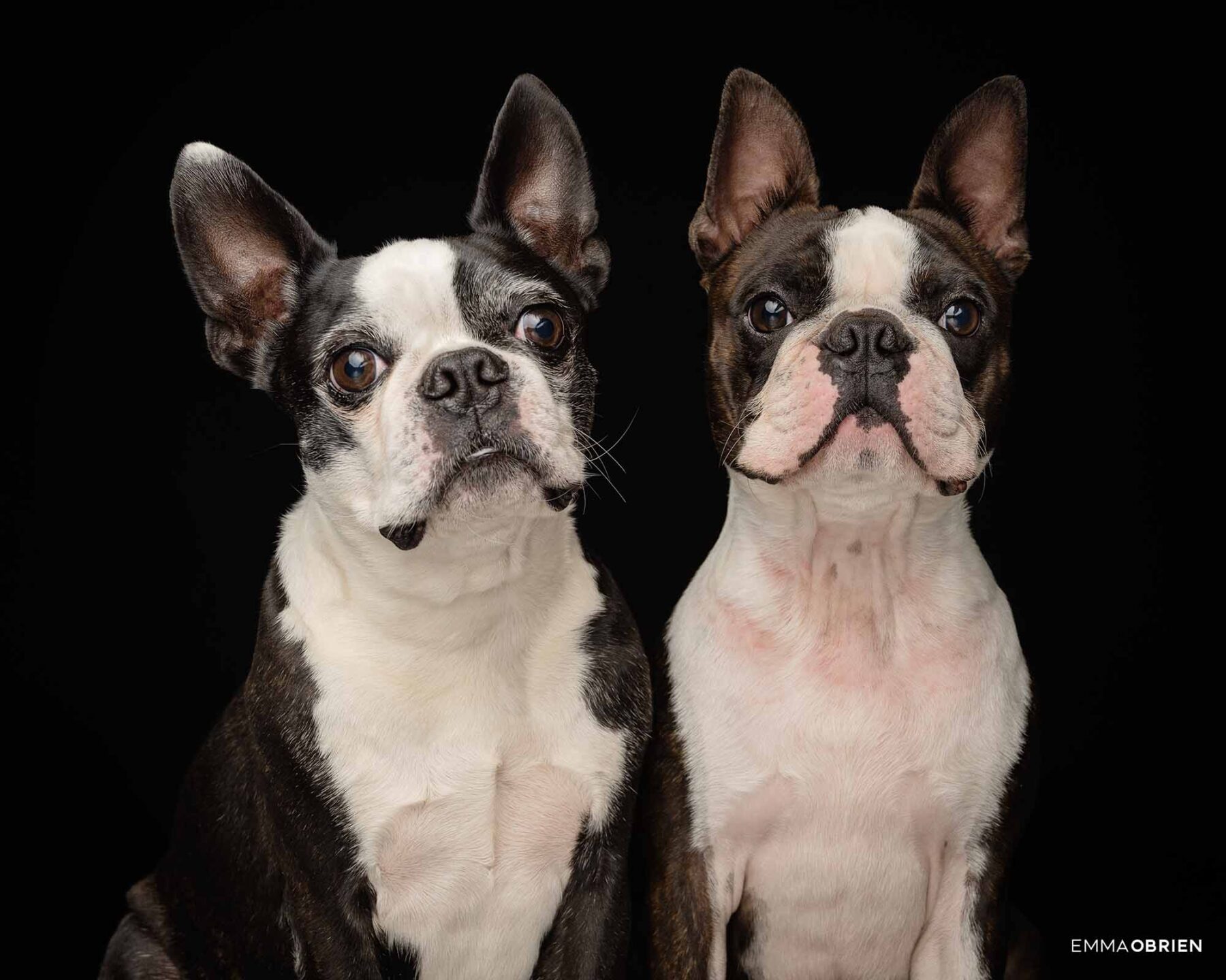 Boston Terrier Photography | Dog Photography Studio Centurion