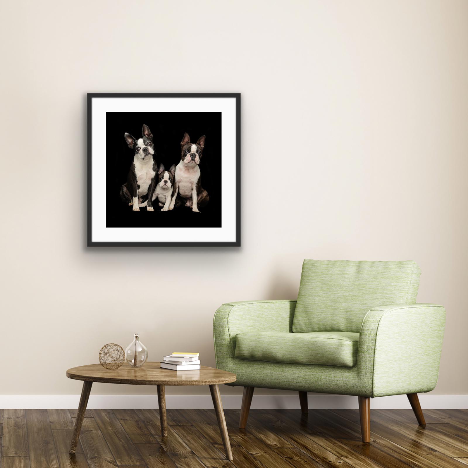 Boston Terrier Photography | Dog Photography Studio Centurion