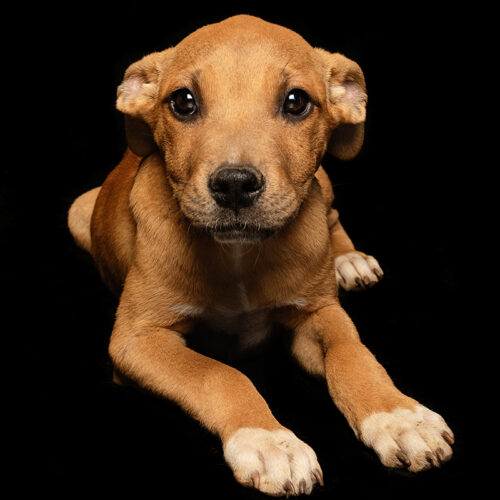 puppy at a shelter photographed against a black backdrop