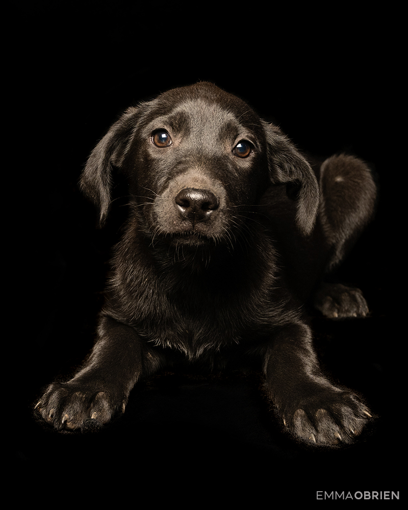 black shelter puppy photographed against a black backdrop