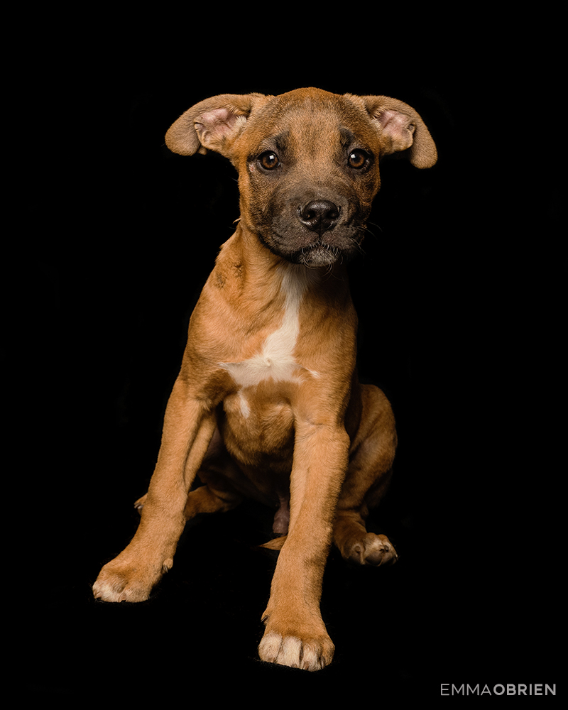 Mixed breed brown puppy photographed at CLAW