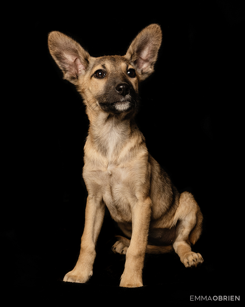 small mixed breed puppy photographed against a black backdrop