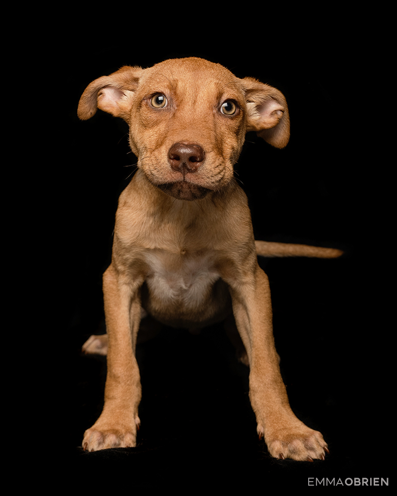 Mixed breed bwon puppy at a shelter photographed against a black backdrop