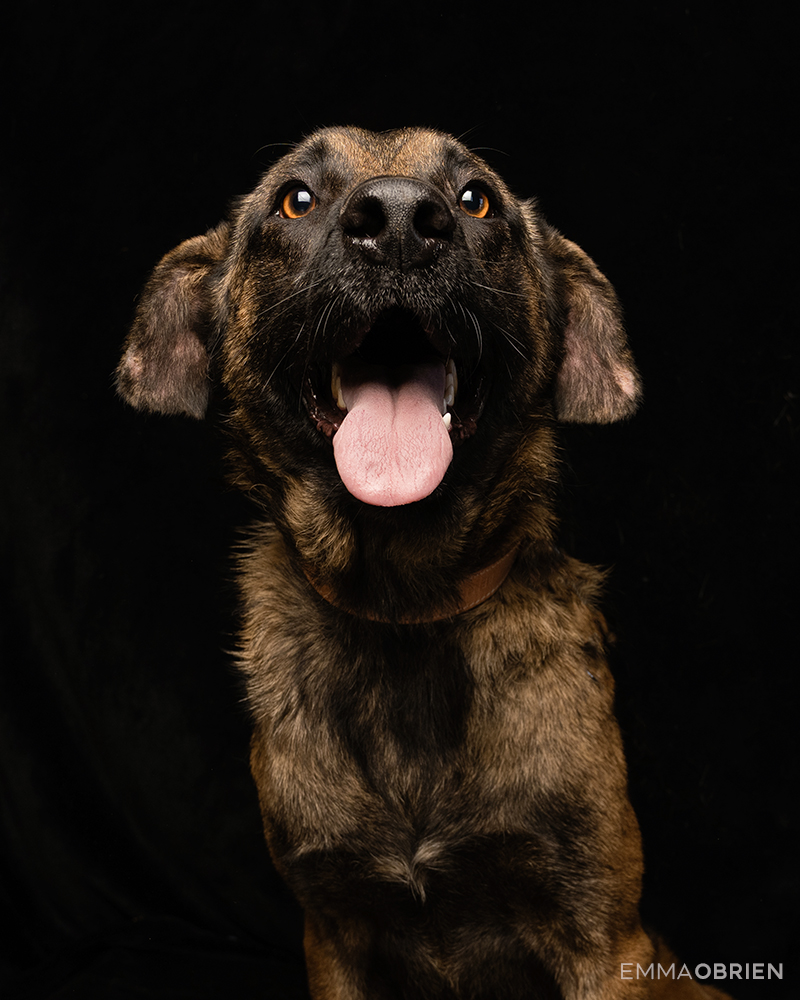 brindle shelter dog photographed against a black backdrop