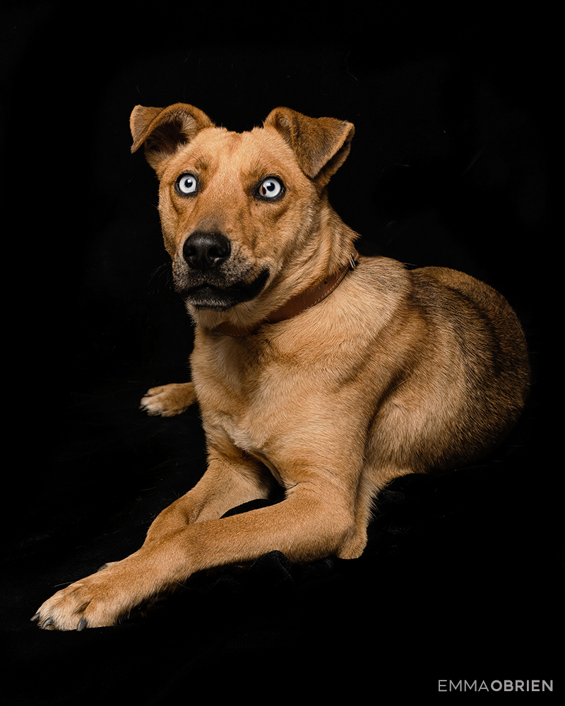 Mixed breed shelter dog photographed against a black backdrop