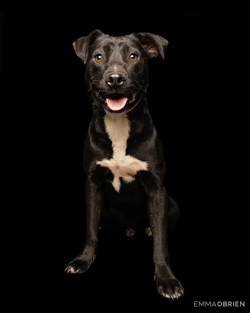 Black dog photographed against a black backdrop