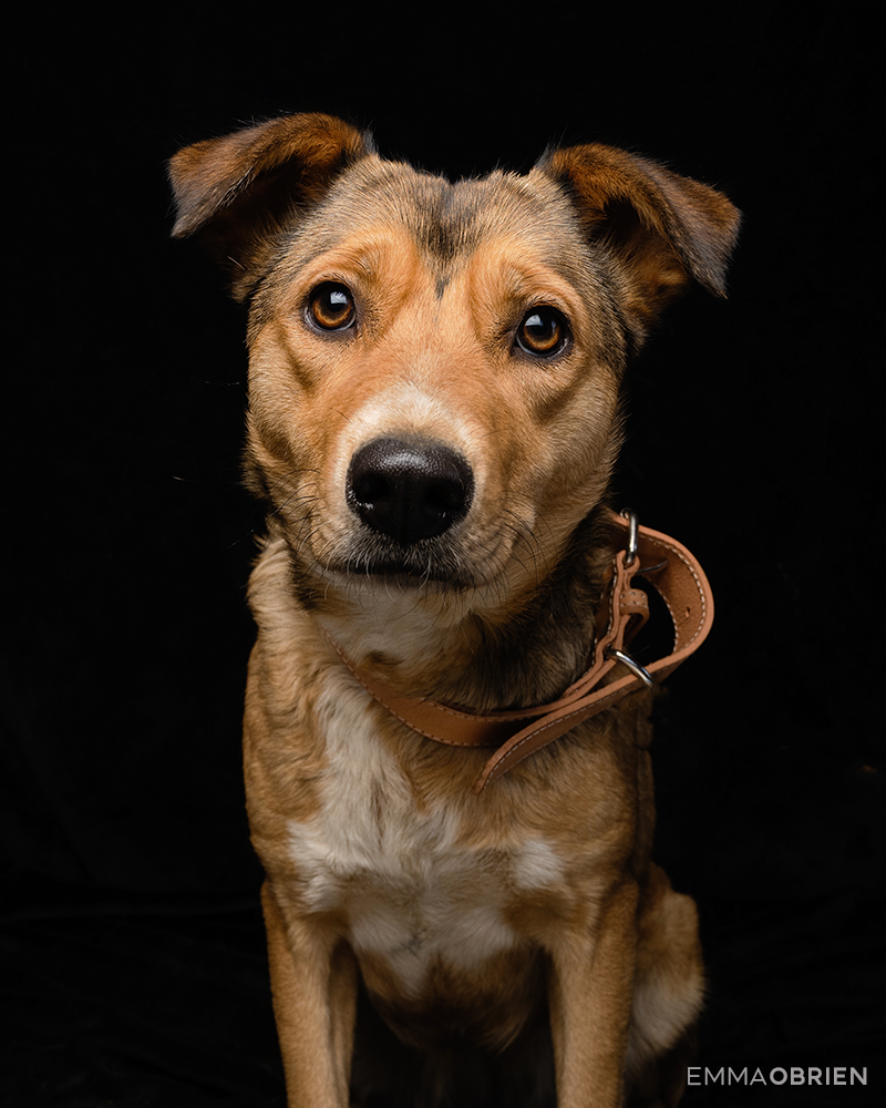 mixed breed shelter dog photographed against a black backdrop