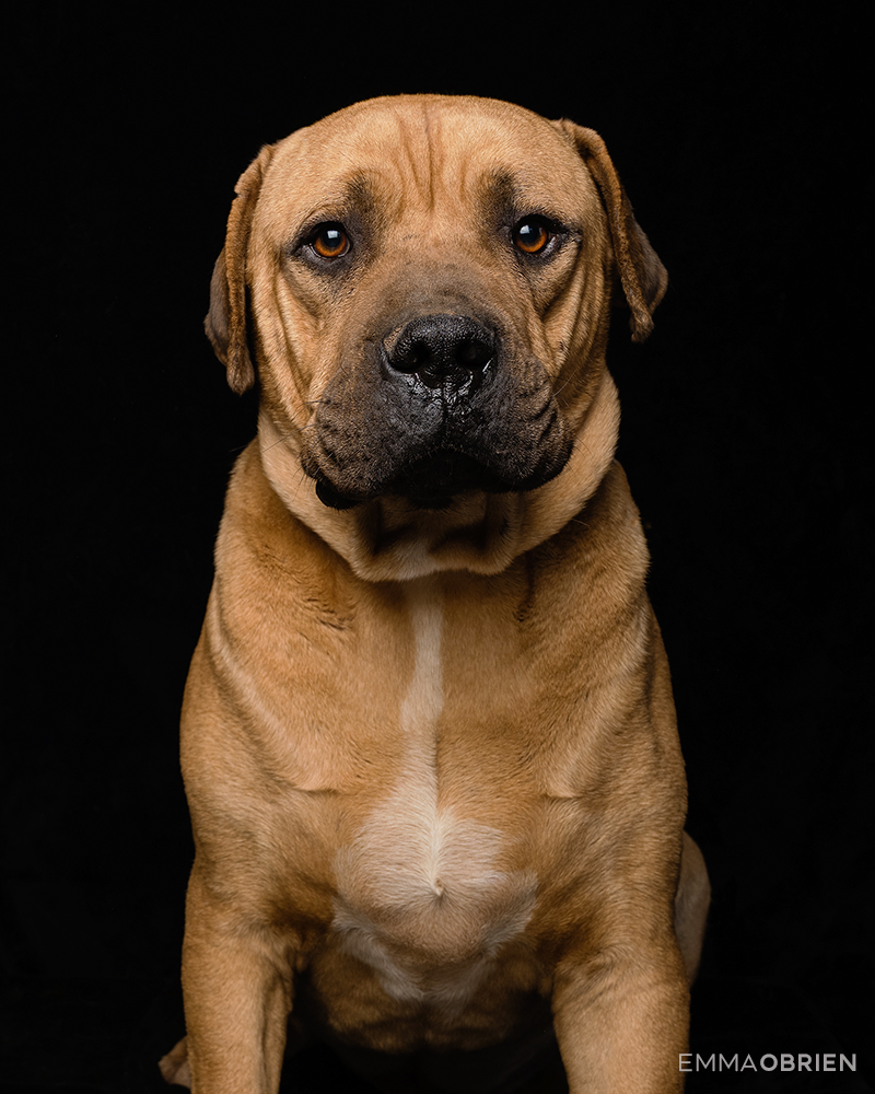 Boerboel at a shelter photographed against a black background